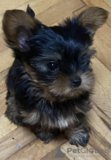 Foto №4. Ich werde verkaufen yorkshire terrier in der Stadt Kruševac. züchter - preis - 450€