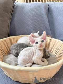Foto №1. devon rex - zum Verkauf in der Stadt Barsel | verhandelt | Ankündigung № 162301