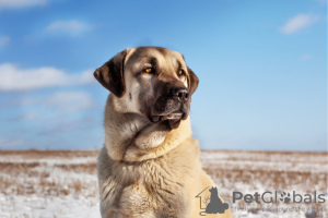 Foto №3. Türkische Kangal-Welpen. Weißrussland