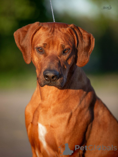 Foto №4. Ich werde verkaufen rhodesian ridgeback in der Stadt Riga. vom kindergarten - preis - 1500€