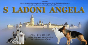 Foto №1. osteuropäischer schäferhund, chinesischer schopfhund - zum Verkauf in der Stadt Ekaterinburg | Verhandelt | Ankündigung № 2891