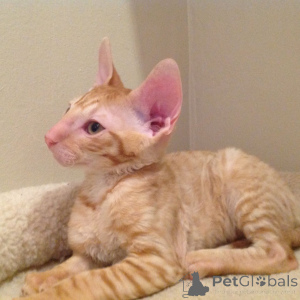 Foto №1. cornish rex - zum Verkauf in der Stadt Neumen | verhandelt | Ankündigung № 173134