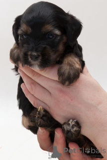 Foto №2 zu Ankündigung № 123416 zu verkaufen tibet-terrier - einkaufen Russische Föderation quotient 	ankündigung, vom kindergarten, züchter