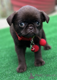 Foto №3. Exklusives Brüssel Griffon. Serbien