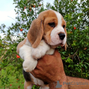 Foto №4. Ich werde verkaufen beagle in der Stadt Дрезден. quotient 	ankündigung - preis - 331€