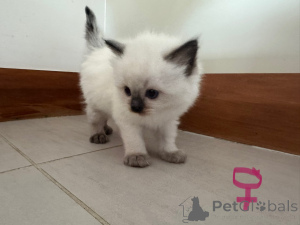 Foto №4. Ich werde verkaufen ragdoll-katze in der Stadt Frreistadt. züchter - preis - 320€