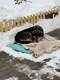 Foto №1. mischlingshund - zum Verkauf in der Stadt Minsk | Frei | Ankündigung № 165753