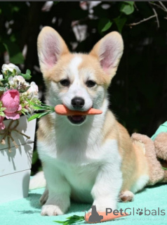 Foto №1. welsh corgi - zum Verkauf in der Stadt Belgrad | verhandelt | Ankündigung № 139183