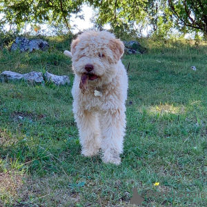 Foto №2 zu Ankündigung № 159188 zu verkaufen lagotto romagnolo - einkaufen Deutschland züchter