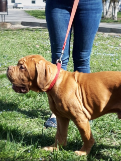 Foto №2 zu Ankündigung № 6072 zu verkaufen dogue de bordeaux - einkaufen Russische Föderation züchter