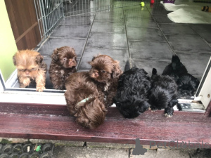 Foto №2 zu Ankündigung № 168437 zu verkaufen shih tzu - einkaufen Schweden quotient 	ankündigung, züchter