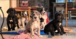 Foto №4. Ich werde verkaufen deutsche dogge in der Stadt Valeovo.  - preis - verhandelt