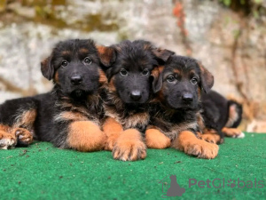 Foto №3. Gesunde, süße, entzückende deutsche Schäferhundwelpen sind jetzt zum Verkauf. Deutschland