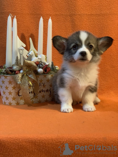 Zusätzliche Fotos: Pembroke Welsh Corgi-Welpen von preisgekrönten Eltern aus einem europäischen