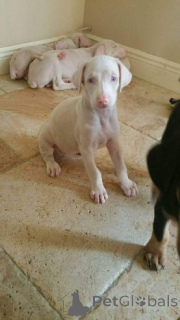 Foto №1. dobermann - zum Verkauf in der Stadt Puerto Princesa | verhandelt | Ankündigung № 159844