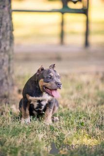 Foto №2 zu Ankündigung № 62655 zu verkaufen american bully - einkaufen Moldawien züchter