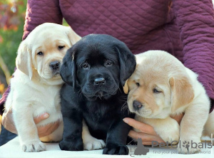 Foto №2 zu Ankündigung № 74540 zu verkaufen labrador retriever - einkaufen Großbritannien quotient 	ankündigung, aus dem tierheim