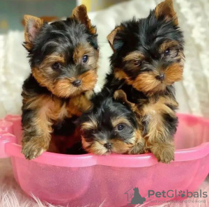 Foto №1. yorkshire terrier - zum Verkauf in der Stadt Франкфурт-на-Майне | verhandelt | Ankündigung № 73995