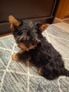 Foto №4. Ich werde verkaufen biewer terrier, yorkshire terrier in der Stadt Riga. quotient 	ankündigung, vom kindergarten, züchter - preis - 600€