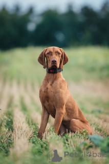 Foto №1. kurzhaariger ungarischer vorstehhund - zum Verkauf in der Stadt Minsk | 568€ | Ankündigung № 120593