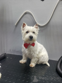 Foto №4. Ich werde verkaufen west highland white terrier in der Stadt Leeds. quotient 	ankündigung - preis - verhandelt