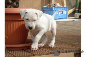 Foto №1. dogo argentino - zum Verkauf in der Stadt Bocholt | 450€ | Ankündigung № 169437