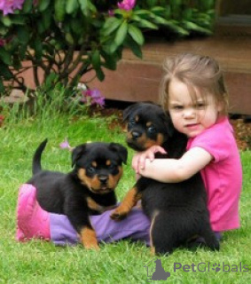 Foto №1. rottweiler - zum Verkauf in der Stadt Monaco | verhandelt | Ankündigung № 176177