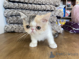 Foto №4. Ich werde verkaufen exotische kurzhaarkatze in der Stadt Helsinki.  - preis - Frei