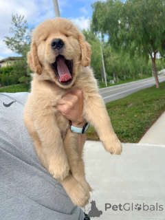 Foto №1. golden retriever - zum Verkauf in der Stadt Köln | verhandelt | Ankündigung № 158048