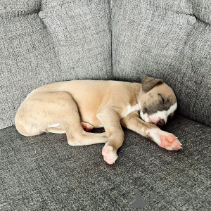 Foto №3. Grazioso Cucciolo di Whippet Gentile, Giocoso e Pronto A Trovare Una Casa. Deutschland
