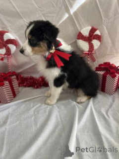 Foto №2 zu Ankündigung № 176152 zu verkaufen australian shepherd - einkaufen Grönland quotient 	ankündigung
