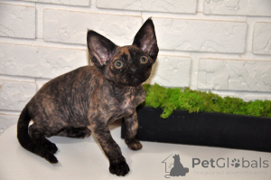 Foto №1. devon rex - zum Verkauf in der Stadt Germersheim | 350€ | Ankündigung № 148351
