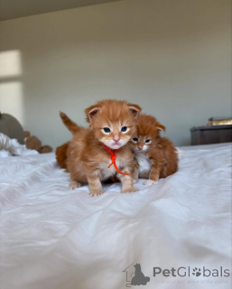 Foto №2 zu Ankündigung № 150609 zu verkaufen maine-coon-katze - einkaufen Deutschland aus dem tierheim, züchter