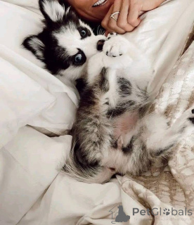 Foto №3. Bereit zu gehen!! Auf der Suche nach einer Familie, die sie liebt und als. USA