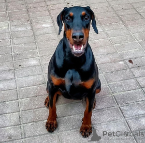 Foto №1. dobermann - zum Verkauf in der Stadt Suwałki | 1500€ | Ankündigung № 51294