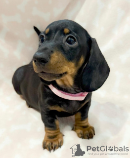 Foto №2 zu Ankündigung № 132762 zu verkaufen dackel - einkaufen Deutschland quotient 	ankündigung