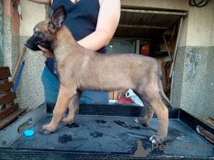 Foto №4. Ich werde verkaufen malinois in der Stadt Jagodina.  - preis - 900€