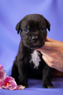 Foto №4. Ich werde verkaufen cane corso italiano in der Stadt Russland-2. züchter - preis - Verhandelt