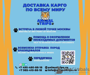 Foto №2. Dienstleistungen für die Lieferung und den Transport von Katzen und Hunden in Russische Föderation. Price - verhandelt. Ankündigung № 9386
