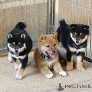 Foto №1. shiba - zum Verkauf in der Stadt Minsk | verhandelt | Ankündigung № 175654