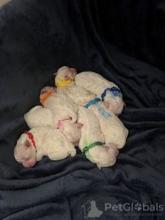 Foto №3. Reinschöne Bichon Frise-Welpen Zu Verkaufen. Deutschland