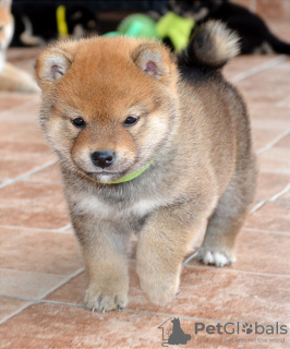 Foto №3. Shiba Inu-Welpen. Serbien