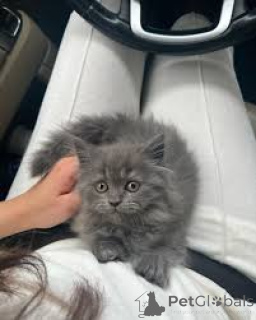 Foto №1. perserkatze - zum Verkauf in der Stadt Espoo | 500€ | Ankündigung № 171561