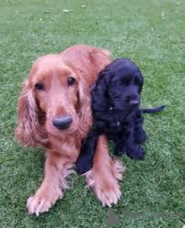 Foto №1. amerikanischer cocker spaniel - zum Verkauf in der Stadt Brüssel | 700€ | Ankündigung № 165282