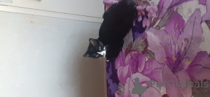 Foto №2 zu Ankündigung № 143764 zu verkaufen britisch kurzhaar - einkaufen Großbritannien quotient 	ankündigung