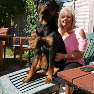 Foto №2 zu Ankündigung № 163410 zu verkaufen  - einkaufen Spanien 