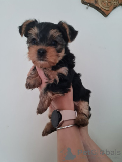 Foto №1. yorkshire terrier - zum Verkauf in der Stadt Франкфурт-на-Майне | 300€ | Ankündigung № 103529