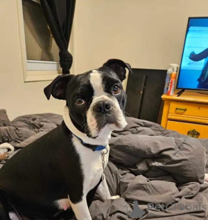 Foto №1. boston terrier - zum Verkauf in der Stadt Mons | 580€ | Ankündigung № 176313