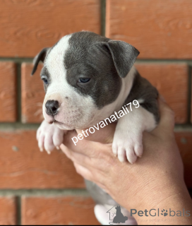 Foto №2 zu Ankündigung № 146122 zu verkaufen american bully - einkaufen Russische Föderation züchter