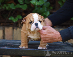 Foto №3. Wunderschöne englische Bulldoggenwelpen. Serbien